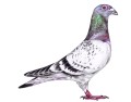 Makety zvěře - holub domácí